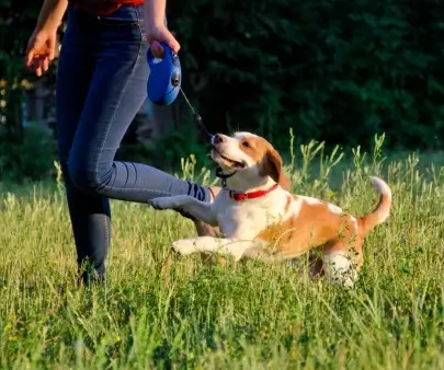 Apprendre à mieux comprendre son chien