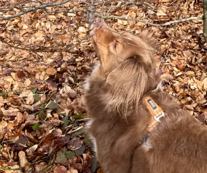 Chien en séance de nosework reniflant une zone de recherche avec concentration
