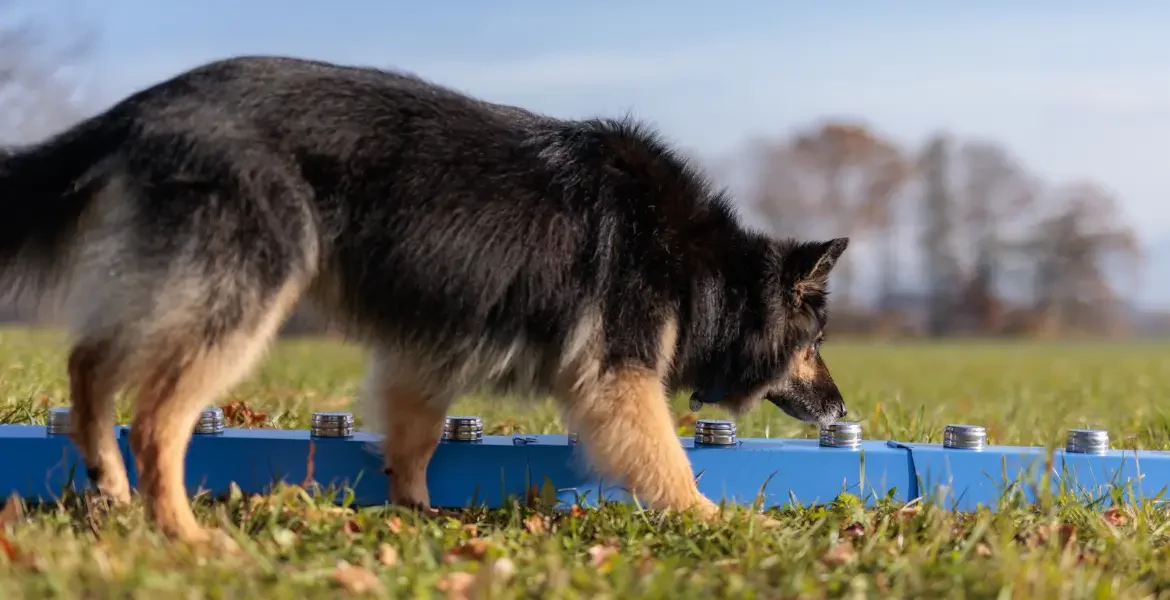 Chien pratiquant le nosework en extérieur dans un jardin ou un espace naturel