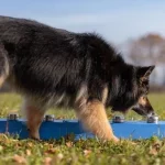Le Nosework : l’activité idéale pour apaiser et canaliser votre chien