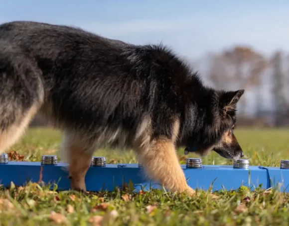 Chien pratiquant le nosework en extérieur dans un jardin ou un espace naturel