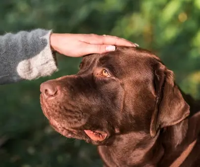 Conseils d’éducation canine pour chien