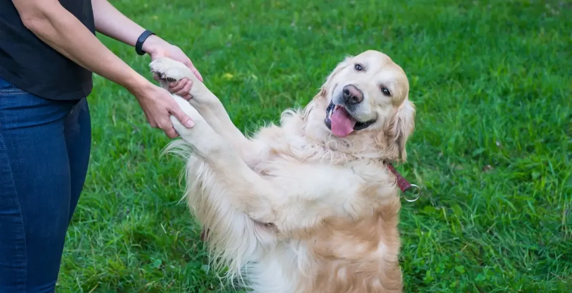 Corriger les troubles du comportement canin