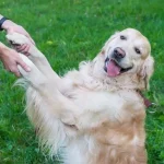 Corriger les troubles du comportement canin