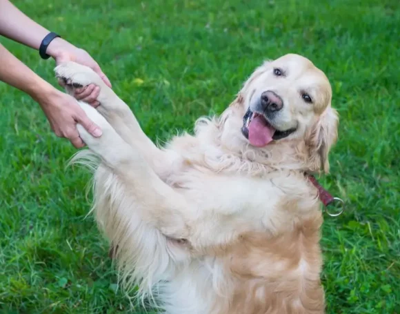 Corriger les troubles du comportement canin