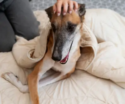 Cours de détection canine