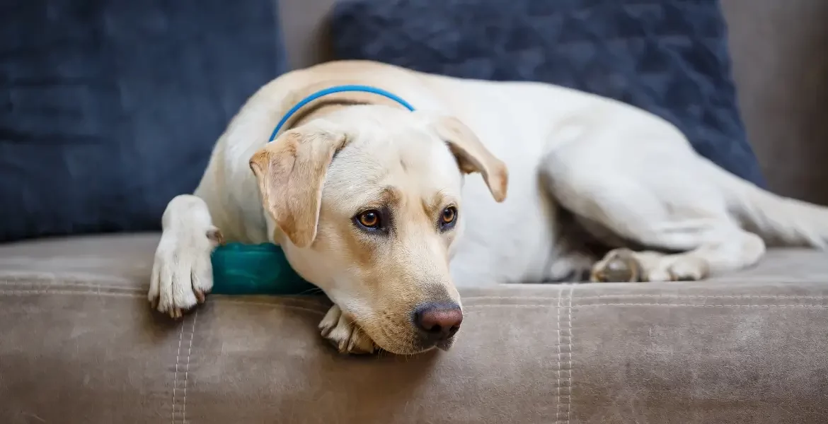 Cours d’éducation pour chien