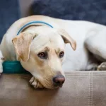 Anxiété et stress du chien : solutions pour l’aider