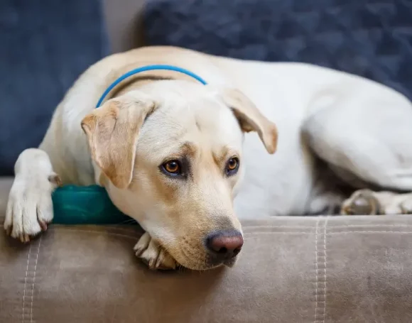 Cours d’éducation pour chien