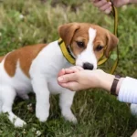 Éducation du chiot : la base d’un chien équilibré