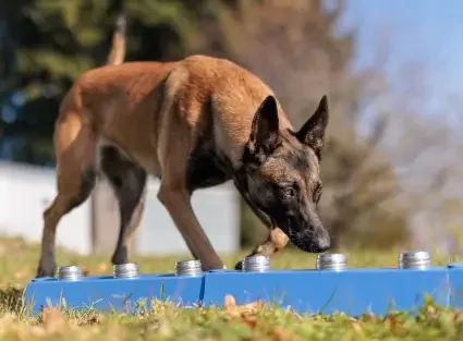 Entraînement de chien en détection canine