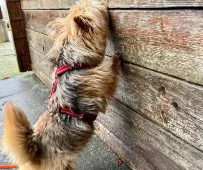 Exercice de nosework avec un chien cherchant une odeur cachée dans un environnement intérieur