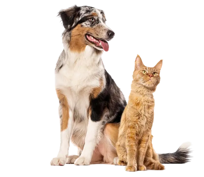 Nourriture humide naturelle pour chien