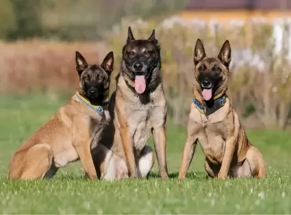Séance de cours d’éducation canine