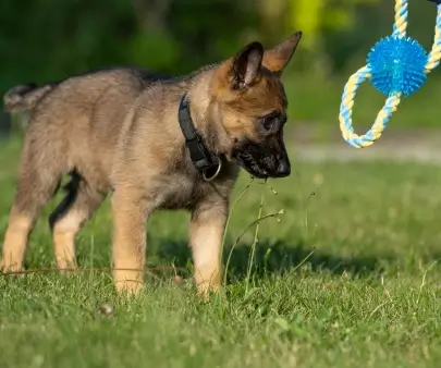 Séances d’éducation canine personnalisées